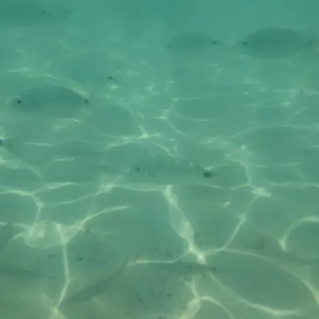Avec Piscine A Appartamento *